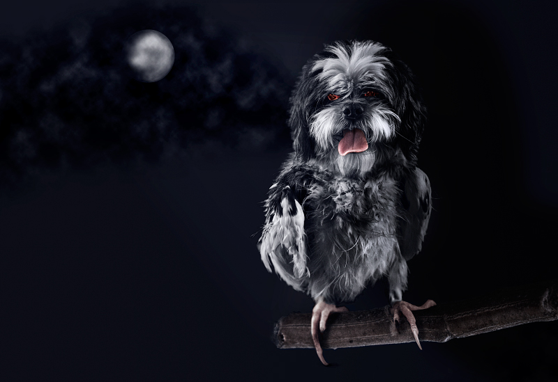 Wereparrot or... Weredog?