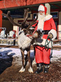Santa's reindeer antlers still in velvet