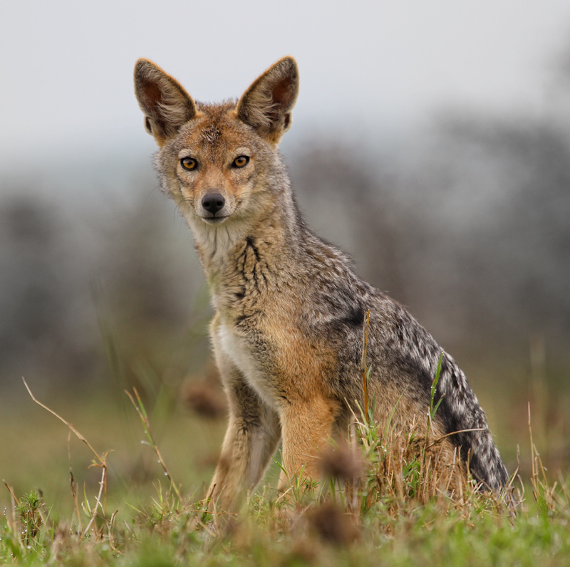 The Jackal