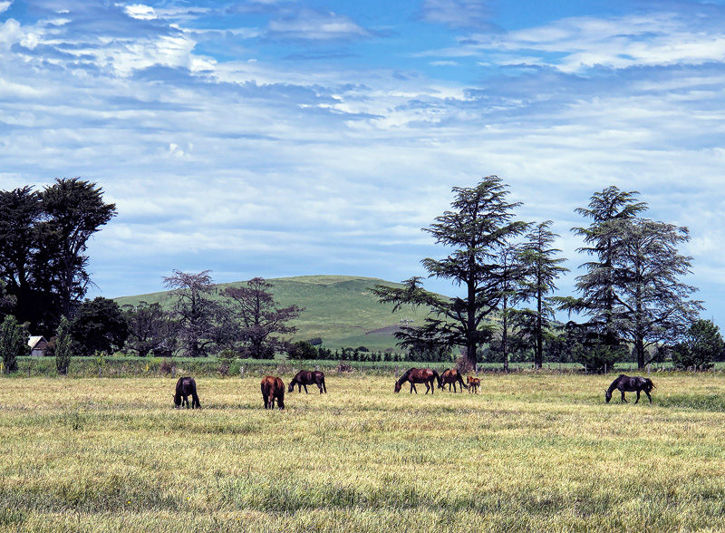 Equus Oblivious