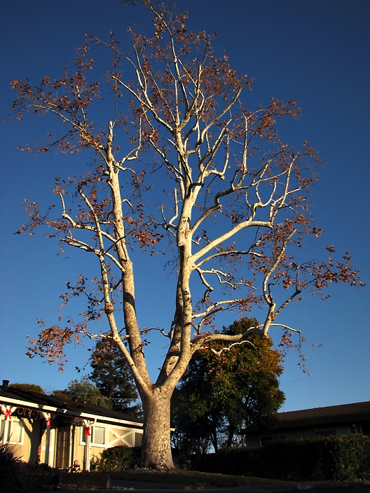 Tree and Sunlight