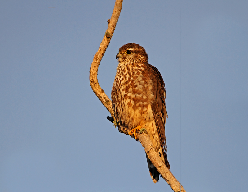 Merlin in First Light
