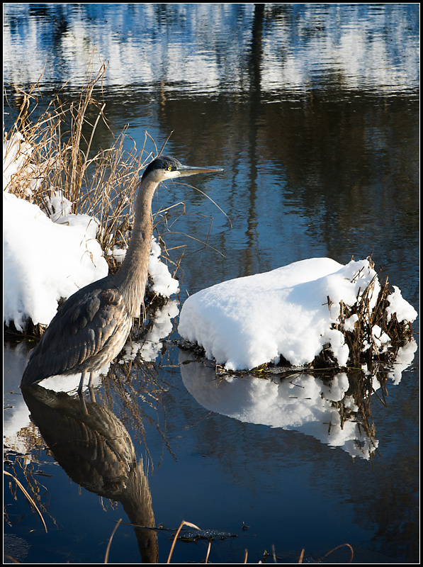 Snowy Heron