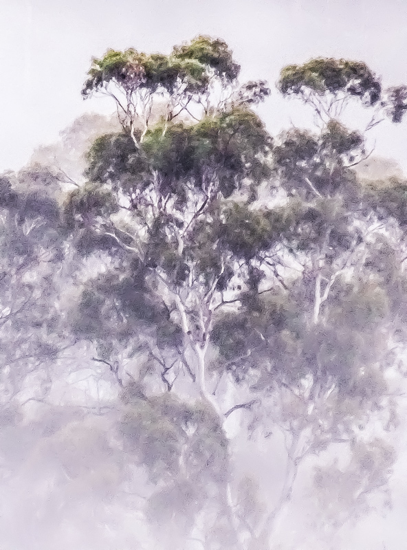 Trees in the Mist