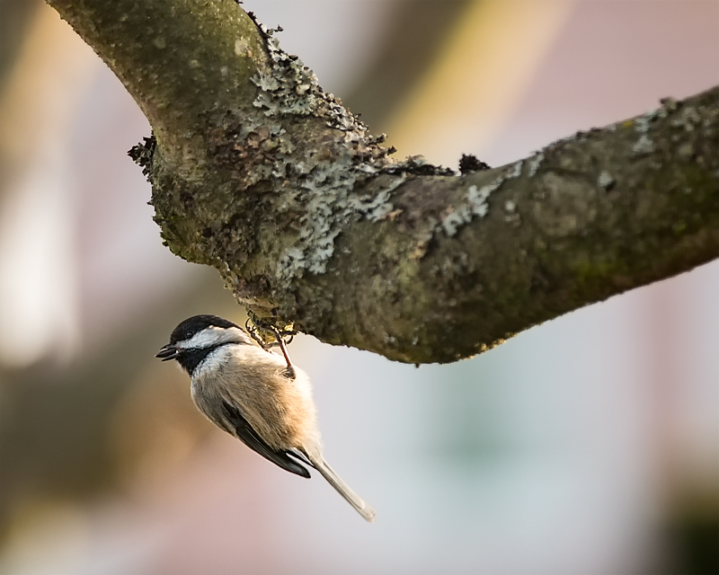 Backyard Chickadee