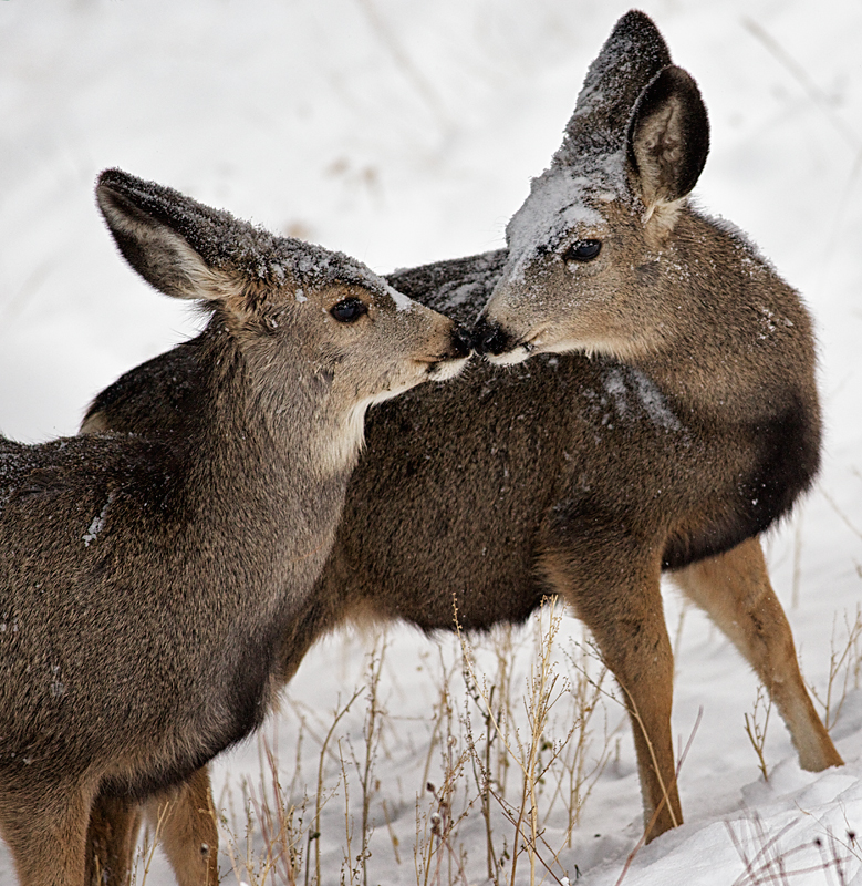 Twins comfort each other in the Snowstorm.