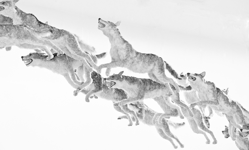 Falling Wolves