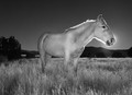 Golden Equine