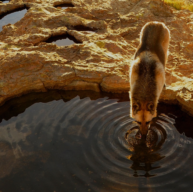 The Rock Pond