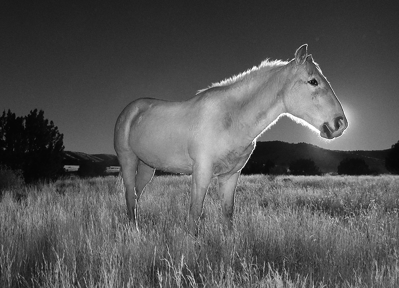Golden Equine