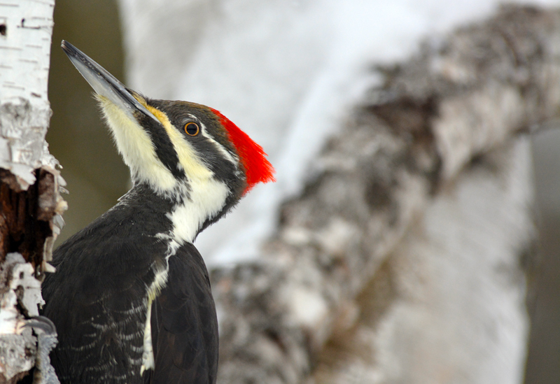 Female Pileated Woodpecker