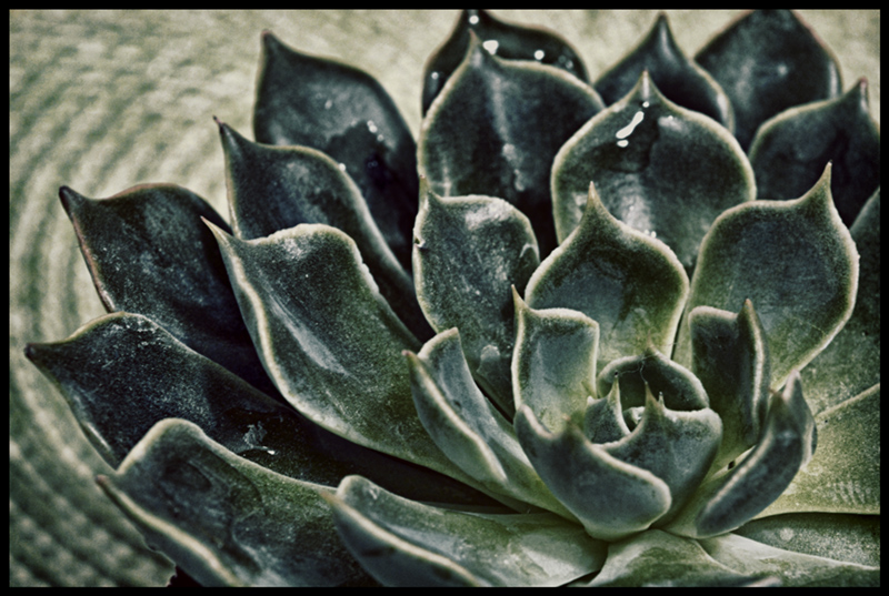 Echeveria agavoides 