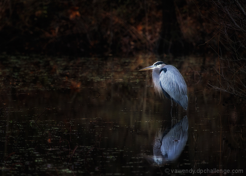 Song of the Heron