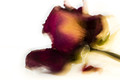 Dead Flora