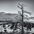 Winter Solstice Sentinel