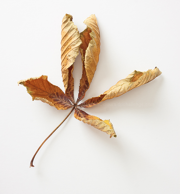 Horse Chestnut Leaf