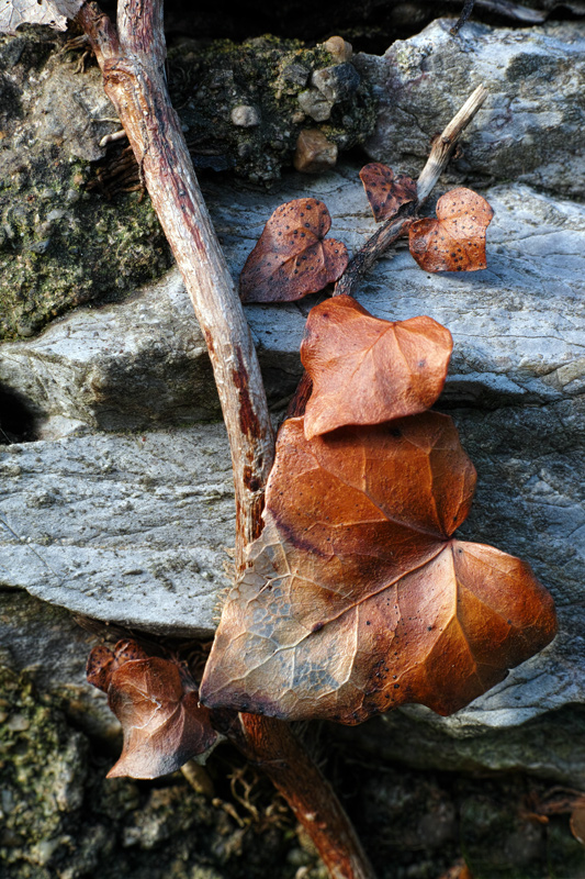 golden decay