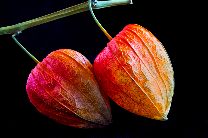 Brilliant Seed Pods