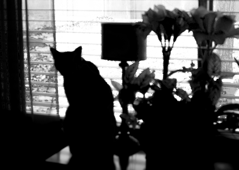 A cat, a lamp, and plastic flowers.