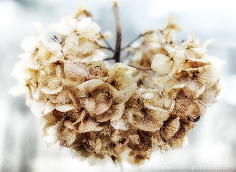 Hydrangea