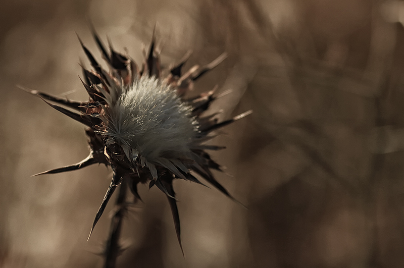 Star Thistle  :   Centaurea calcitrapa L