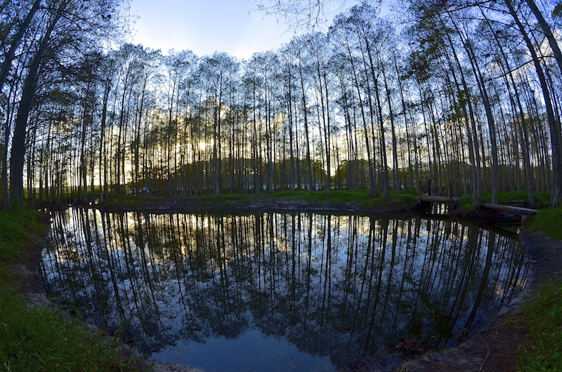 Treehenge