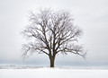 Syma Tree