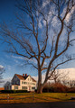 Specimen Cottonwood, Seth Knowles House