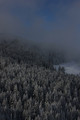 Winter Wonderland