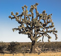 Joshua Tree