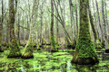 Swamp Trees