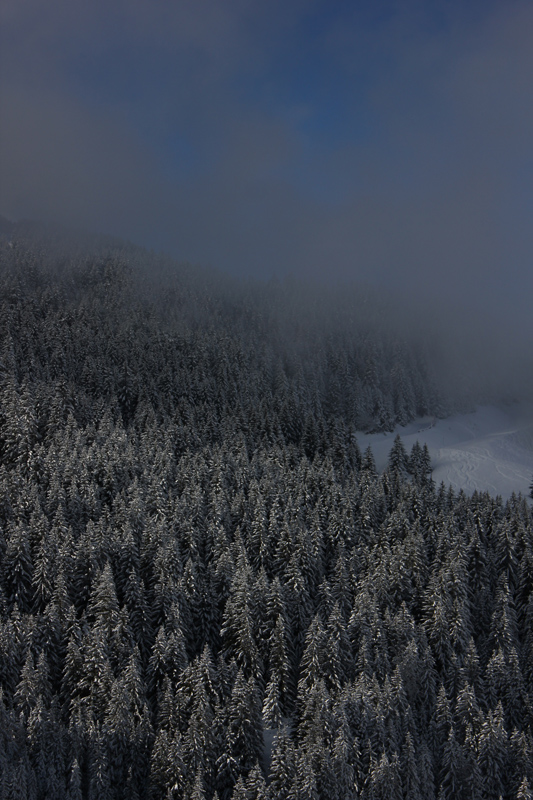 Winter Wonderland