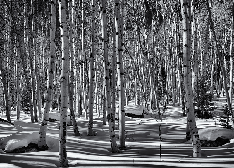 Shadows Play amongst The Aspen