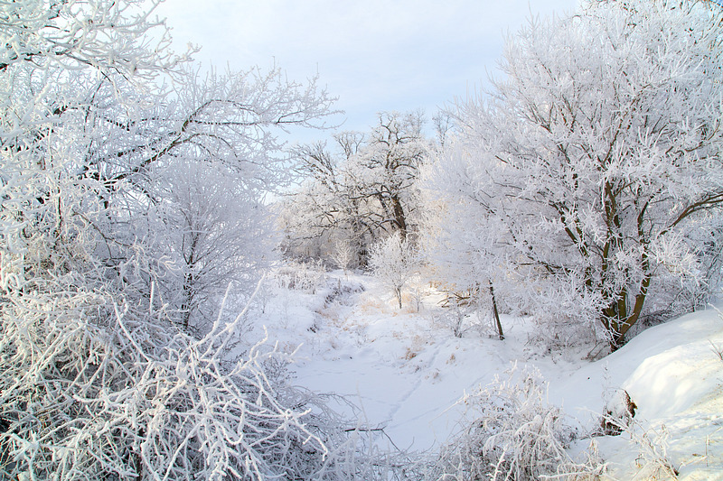 Wintry Frozen Fog