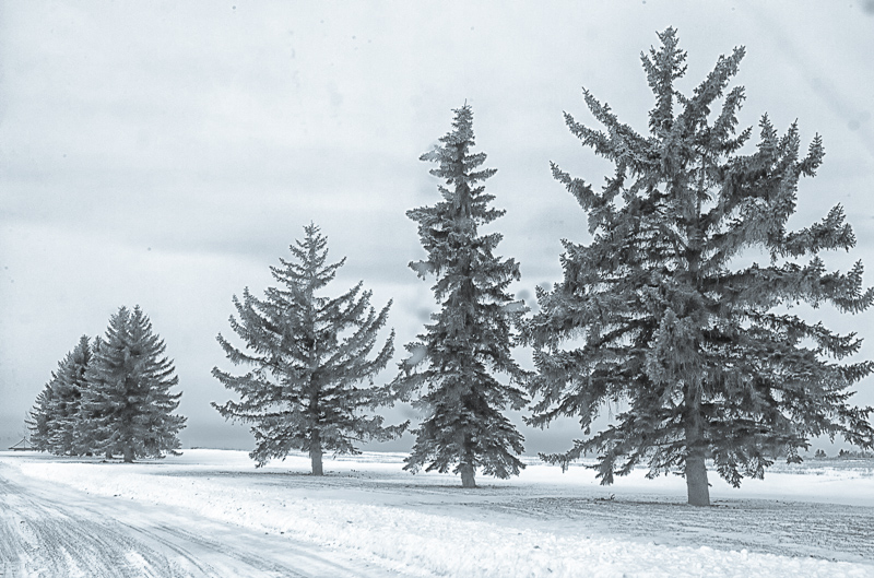 Trees in Winter