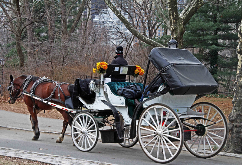 Horse and Carriage Central Park