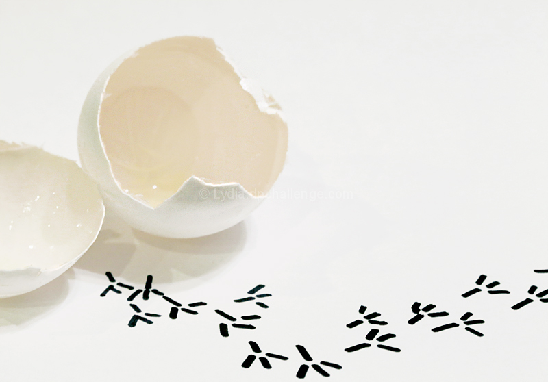 Eggshellent Beginning