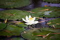 Lily