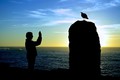 The Seagull and the Sea