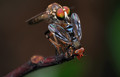 Robberfly Breakfast