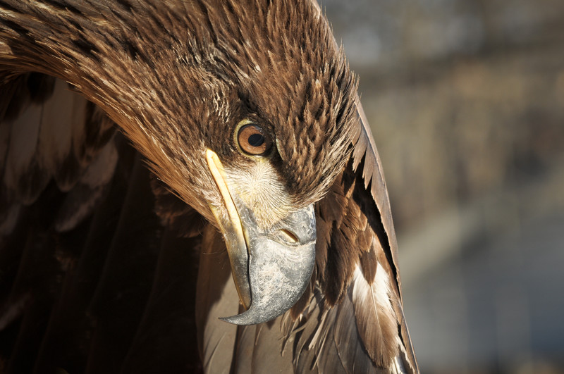 Eagle Peek-a-Boo!