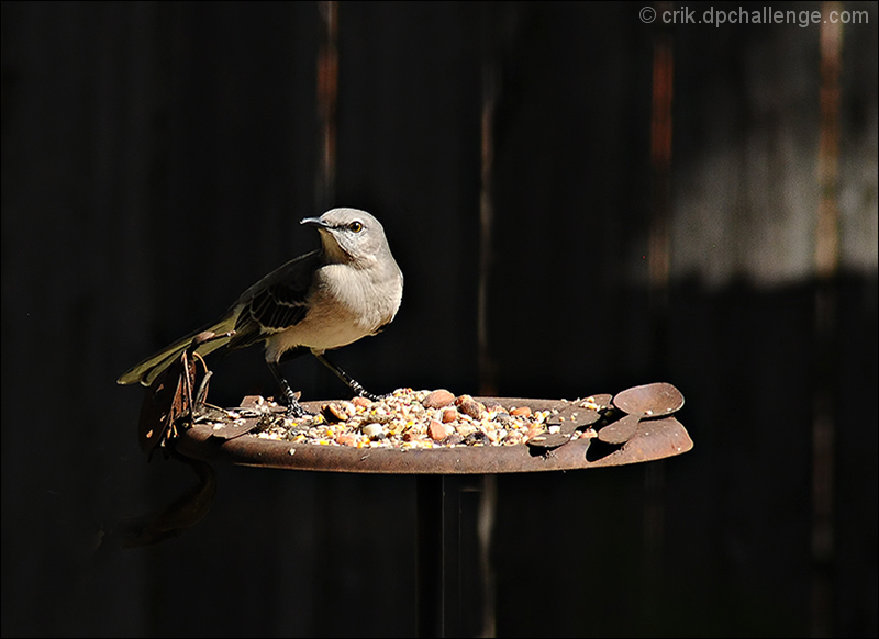 Mockingbird