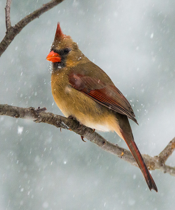 Cardinal In Snowstorm