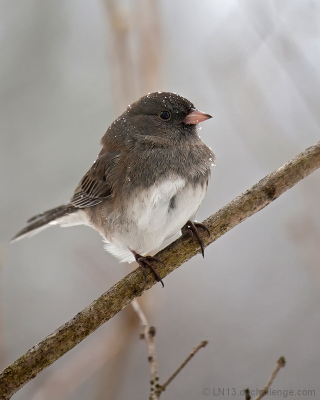 Junco hyemalis