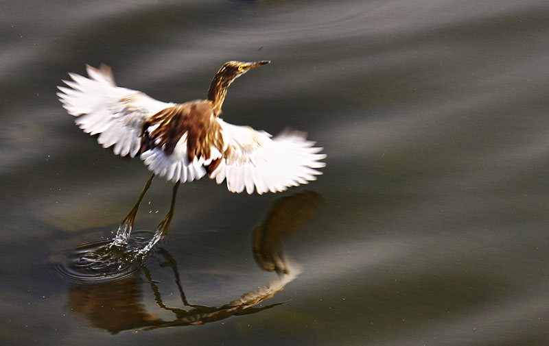 water flying