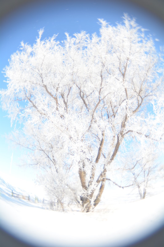 Ethereal Iced Tree.