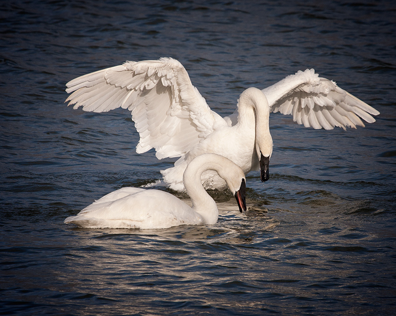 The Courtship