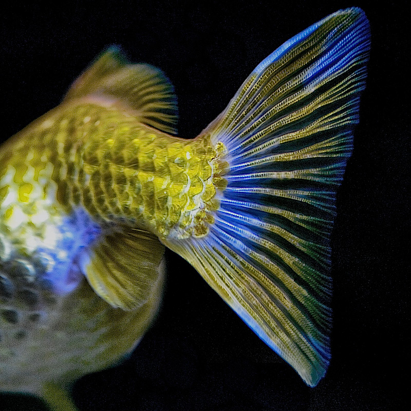 A Fishy Tail
