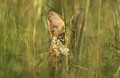 Grassland Hunter (serval cat)