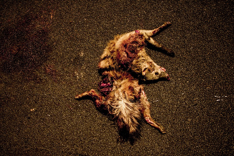 Portrait of a Dead Carnivorous Night Animal and the N6